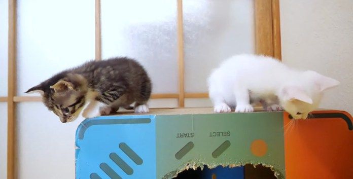 降りられなくなった子猫達