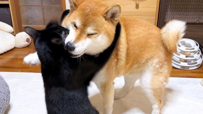 柴犬を抱きしめる猫
