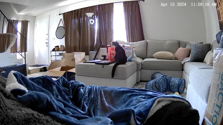 MINISOの袋に首を突っ込む猫、取っ手に襲われ大パニック