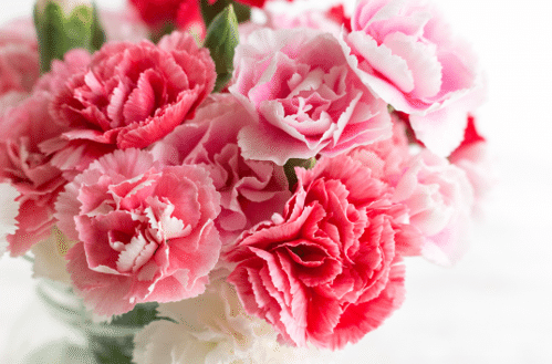 カーネーションイメージ画像