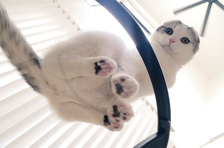 肉球が丸見えのセラ君