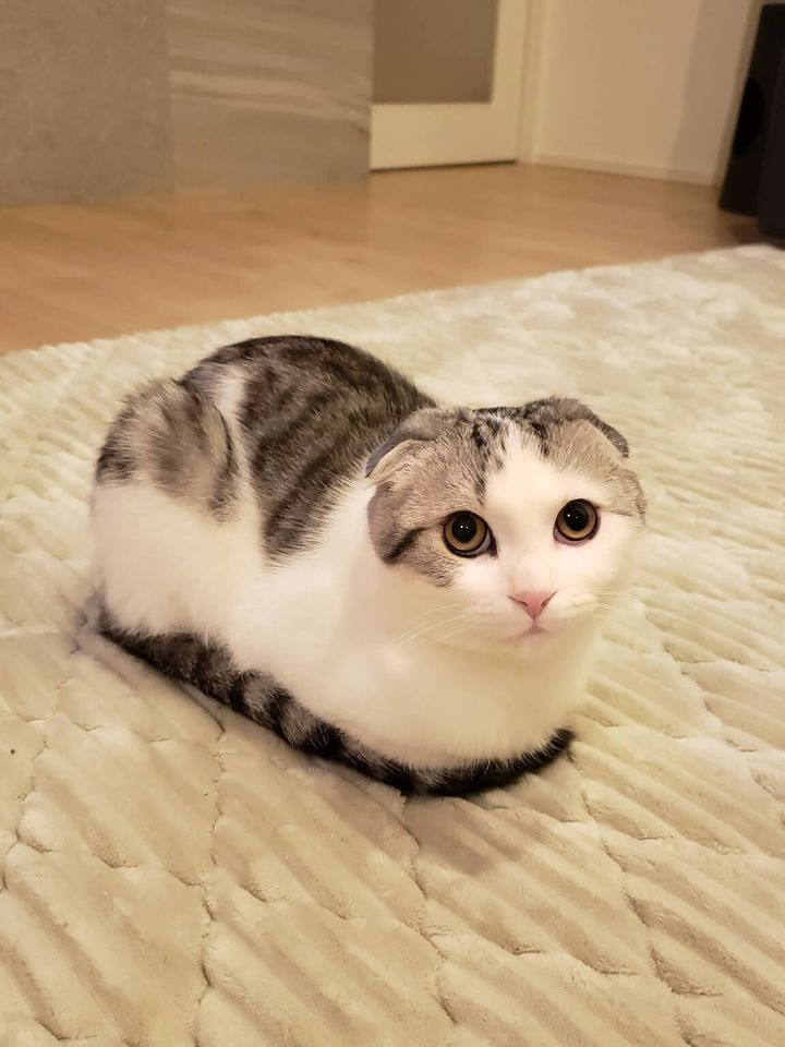 スコティッシュフォールドのセラ君