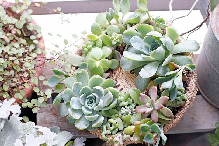 多肉のリース作り