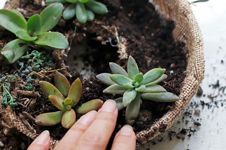 多肉のリース作り