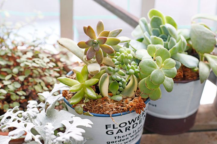 多肉の寄せ植え