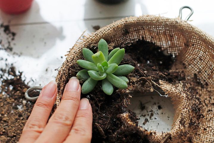 多肉のリース作り
