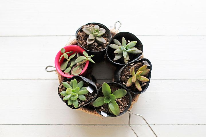 多肉のリース作り