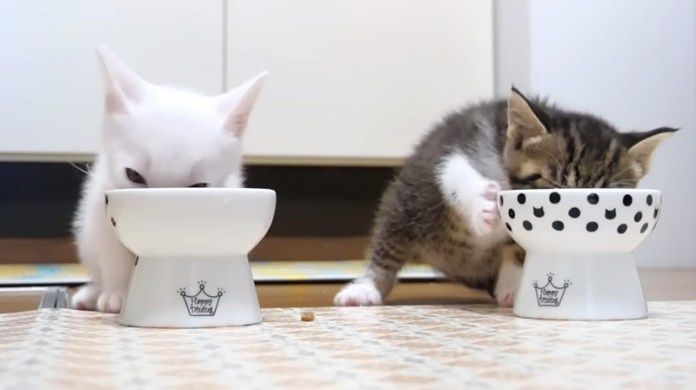 ご飯を食べる子猫達