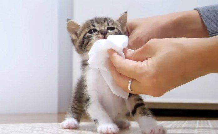 口を拭く子猫