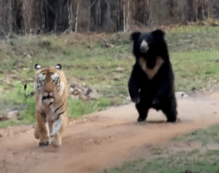 クマvsトラ！ 迫力ある唸り声にびっくり