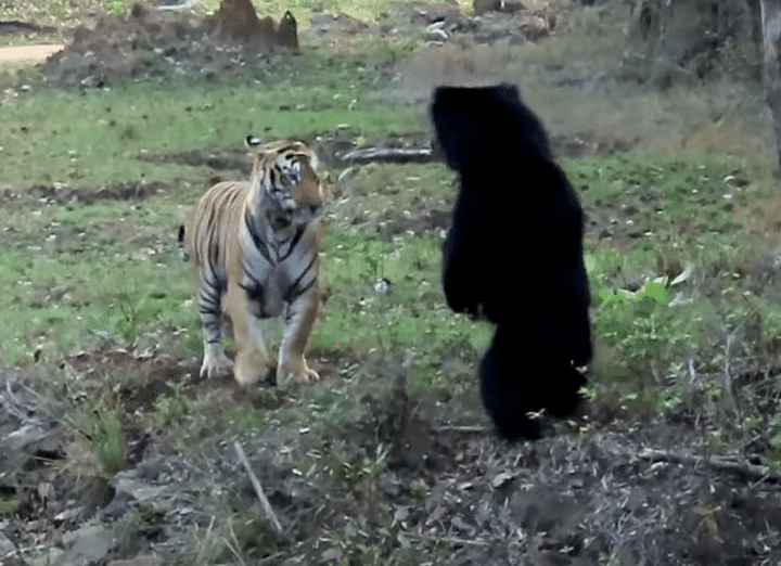 クマvsトラ！ 迫力ある唸り声にびっくり