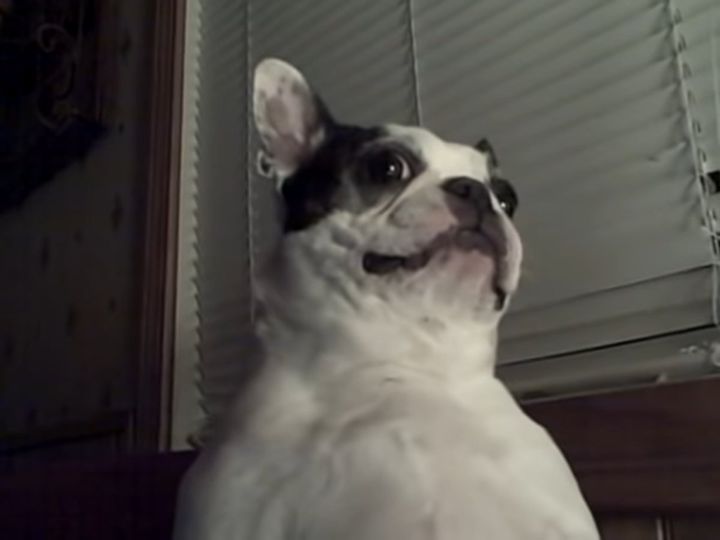 背筋を伸ばして座っているボストンテリア