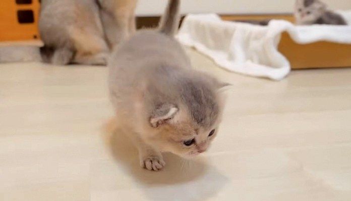 寝床の外を歩く子猫