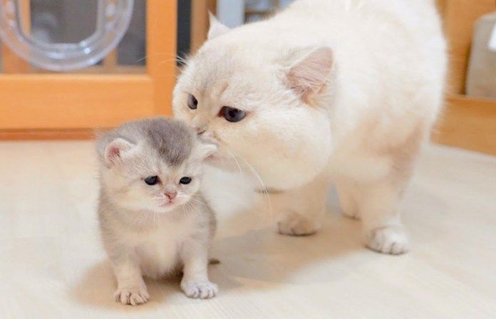 子猫を心配する父猫