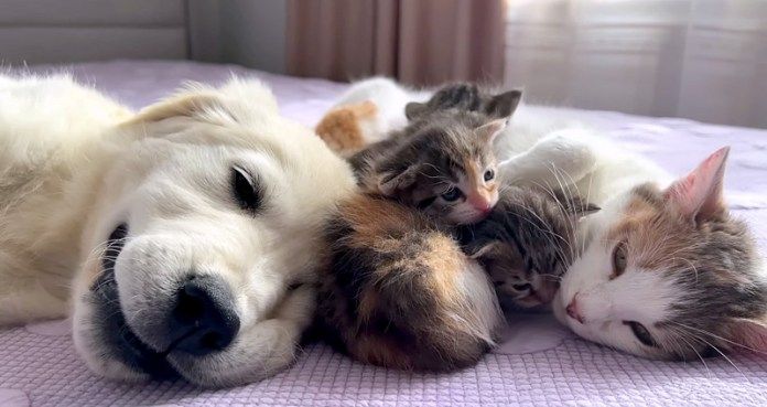 子犬を育てる母猫