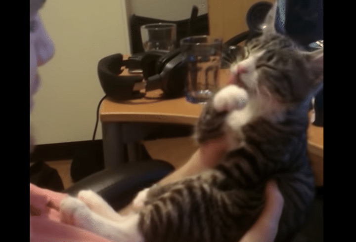 その反応、ちょっと傷つく(笑) キスすると顔を洗い始める子猫。