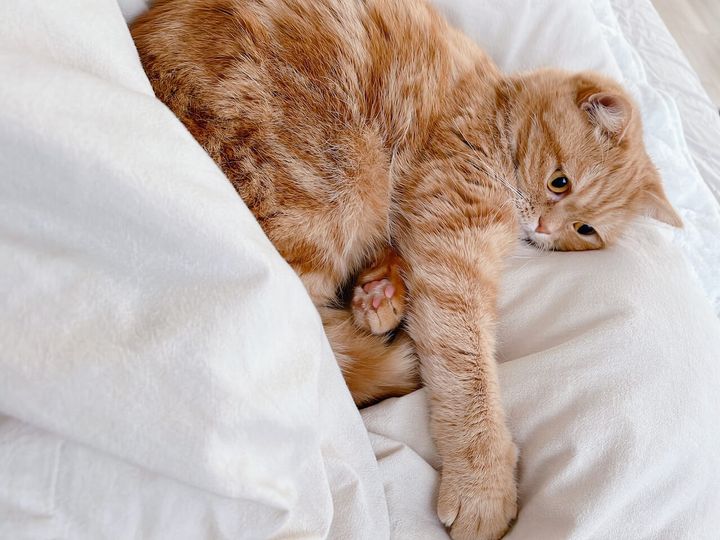 スコティッシュフォールドの「にゃむ」ちゃん