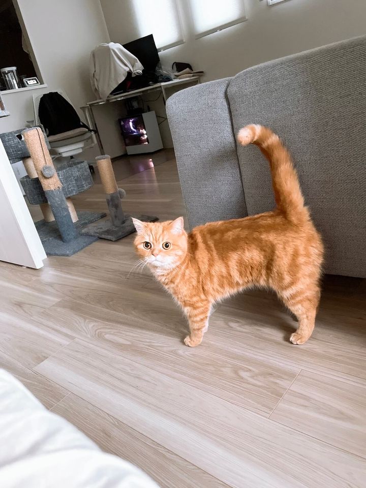 毎朝飼い主さんを起こしてあげる「にゃむ」ちゃん