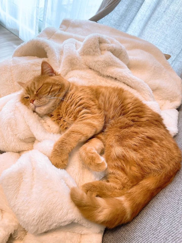 飼い主さんを早く起こして、早めのお昼寝する猫の「にゃむ」ちゃん