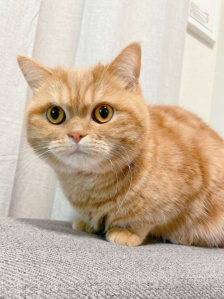 人見知りで内弁慶な性格のにゃむちゃん