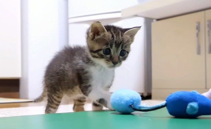 猫じゃらしに興味を示す子猫