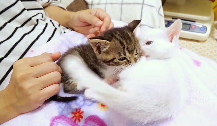 にゃんこプロレス