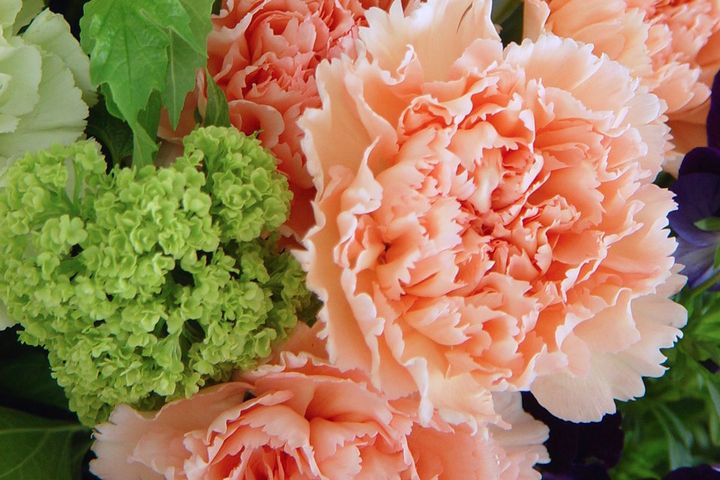 カーネーション