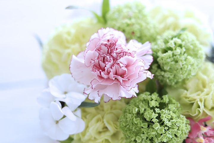 カーネーション‘マリポサ’