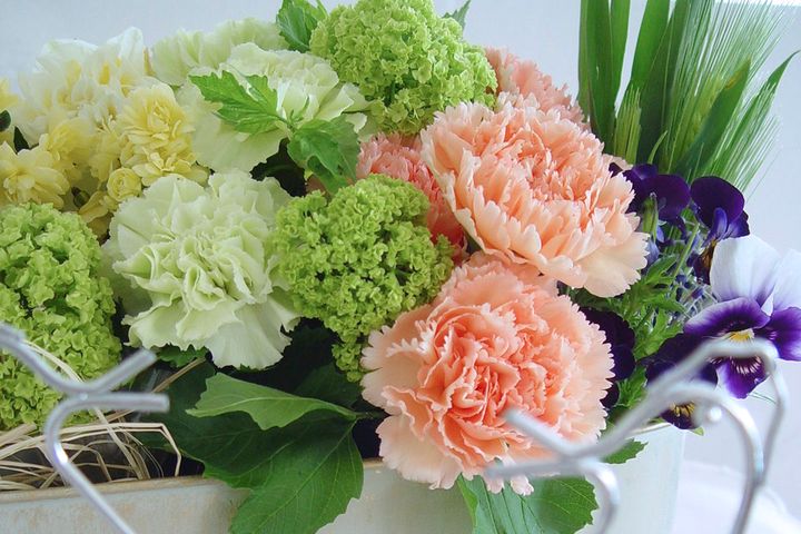 カーネーション