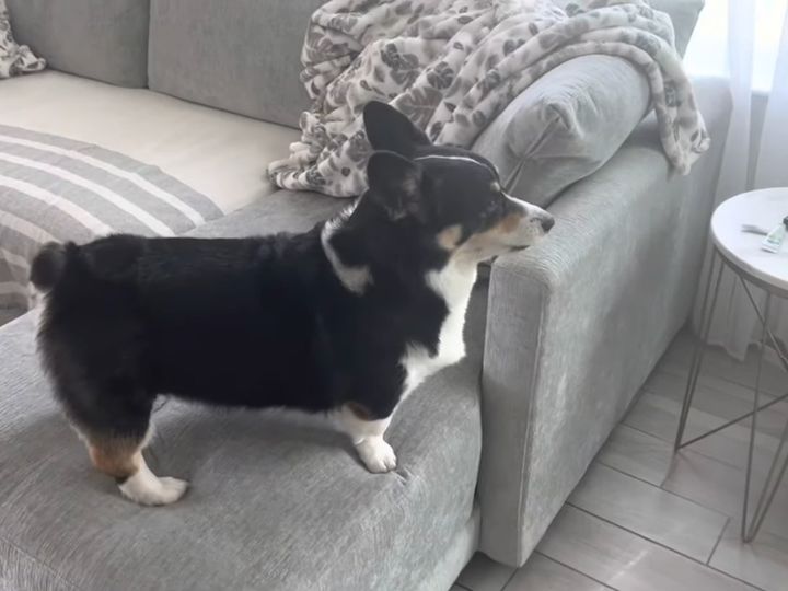 外の様子が気になるコーギー