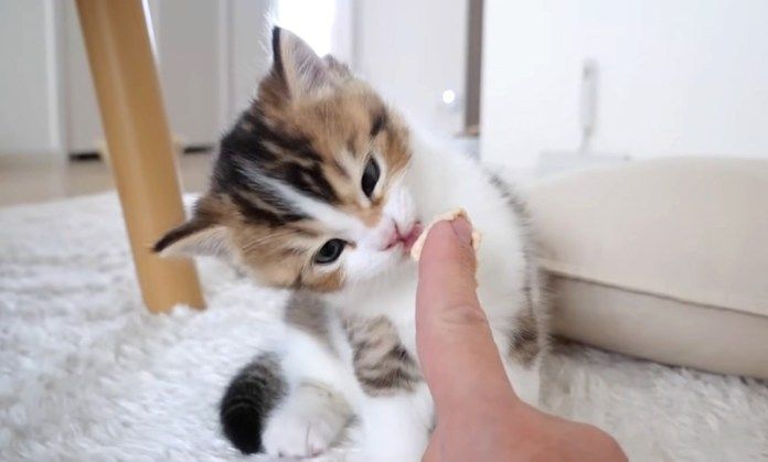 離乳食にチャレンジする子猫