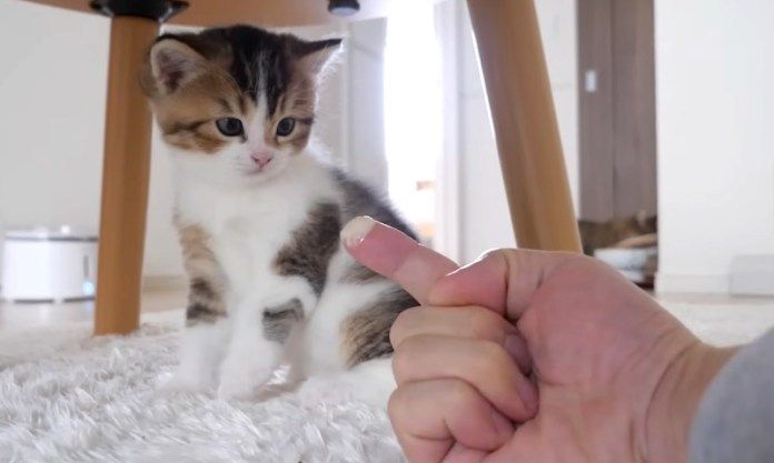 離乳食が気になる子猫