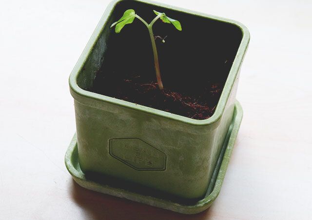 100均セリアのストーン風プランター