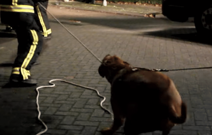 お手伝いするワン！ レスキュー隊に協力する犬。