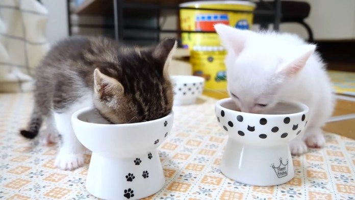 ご飯を食べる子猫達
