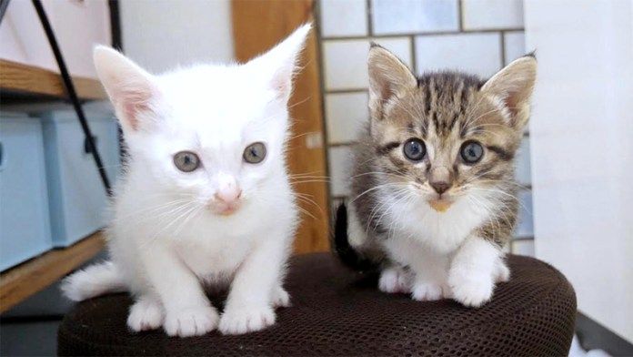 ご飯が待ちきれない子猫達