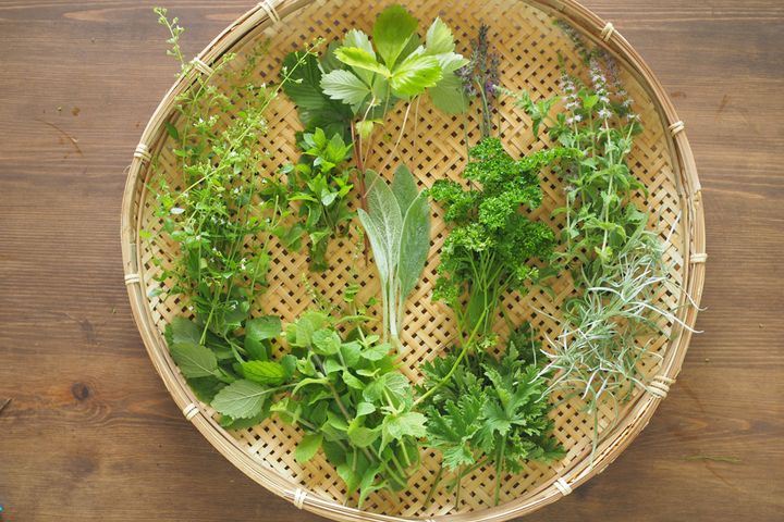 （左上段から）カラミンサ・ペパーミント・ワイルドストロベリー・ラムズイヤー・ラベンダー・パセリ・アップルミント（花）・レモンバーベナ・アップルミント（葉）・ローズゼラニウム・カレープランツ