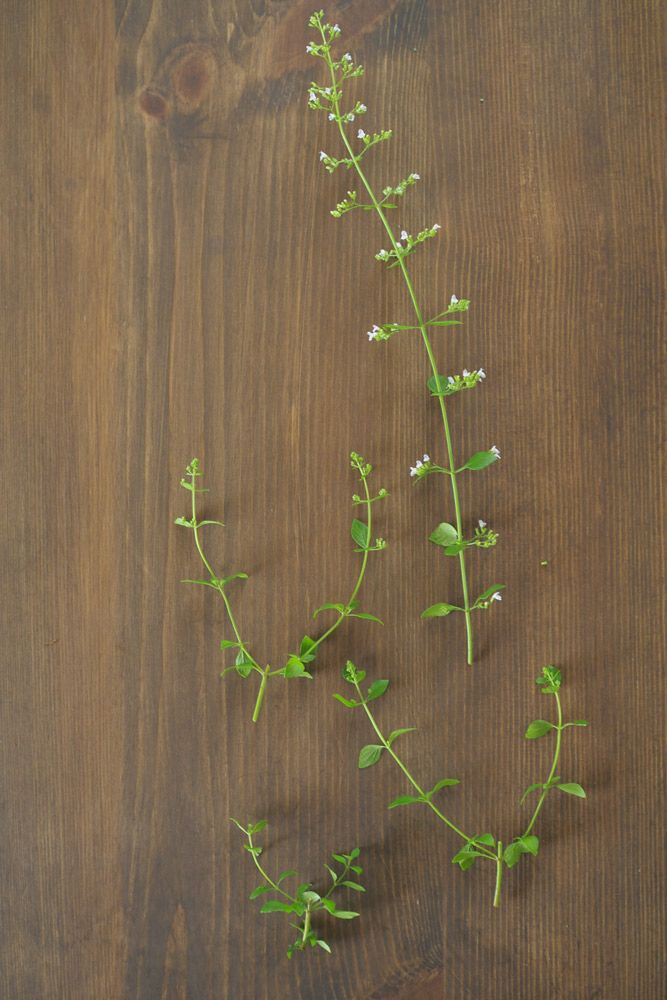 ハーブによって長さがまちまち