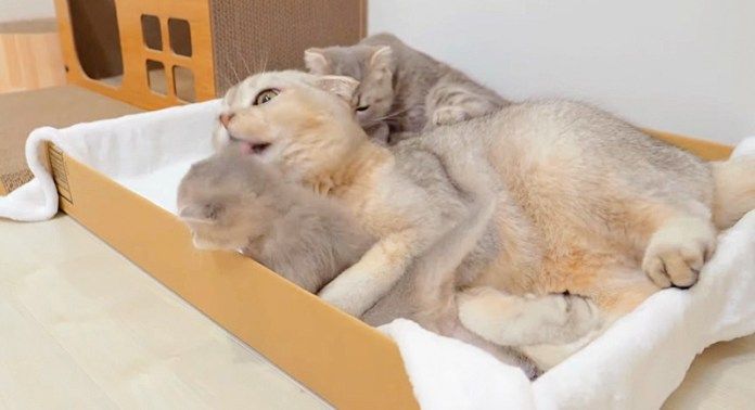 子猫をもみくちゃにする兄猫
