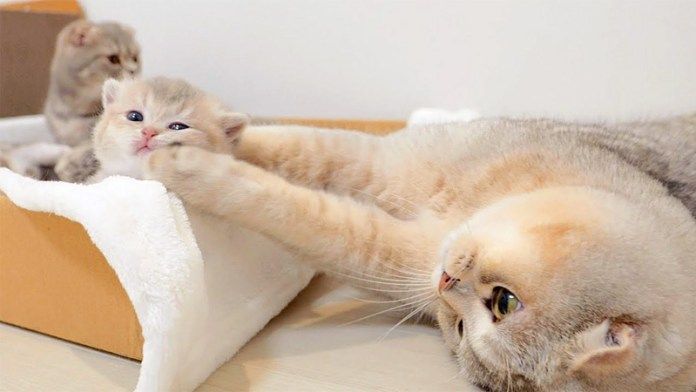 子猫を出したくない兄猫