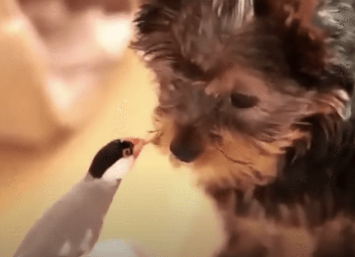 とっても仲良しなのだ！ヨークシャテリアと文鳥が一緒に遊ぶ姿にほっこり。