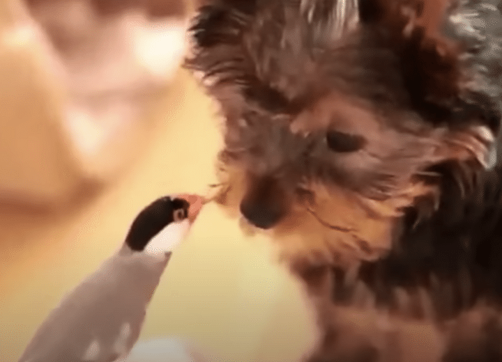 とっても仲良しなのだ！ヨークシャテリアと文鳥が一緒に遊ぶ姿にほっこり。