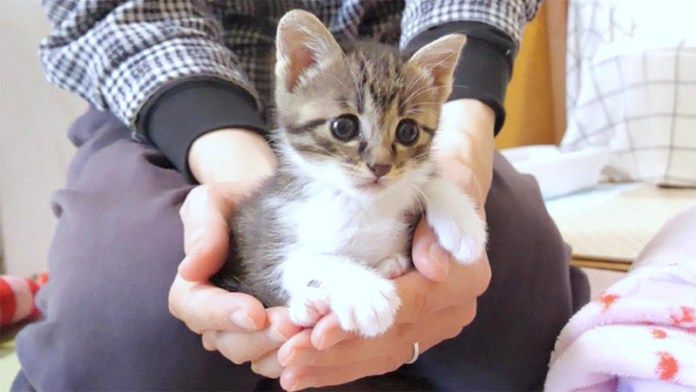 手の中でくつろぐ子猫