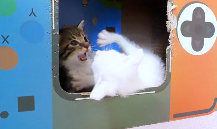 プロレスごっこをする子猫達