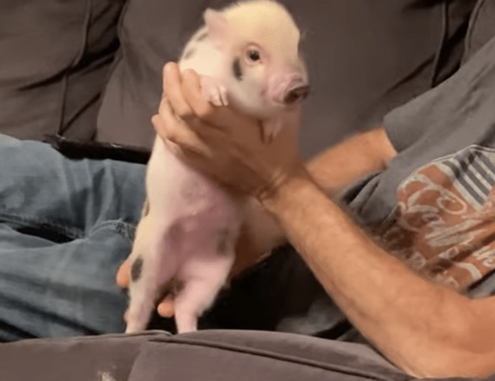 絶対パパと寝るっ！何度降ろしてもソファに戻って来ちゃう子ブタちゃん。