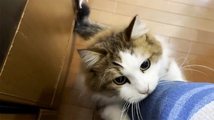 駄々をこねる猫