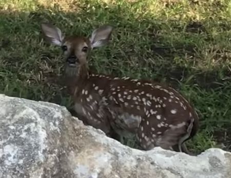 なにかが溺れてる！？ 男性が素早い判断で救出！
