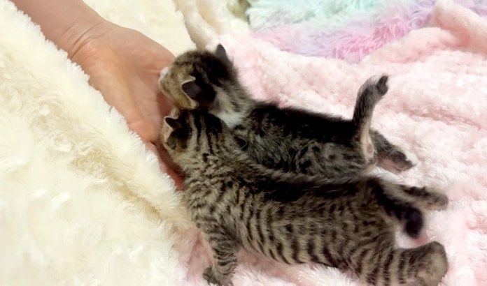 ミルクが飲みたい子猫達