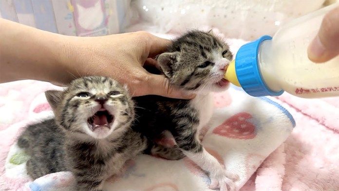 ミルクを飲む子猫