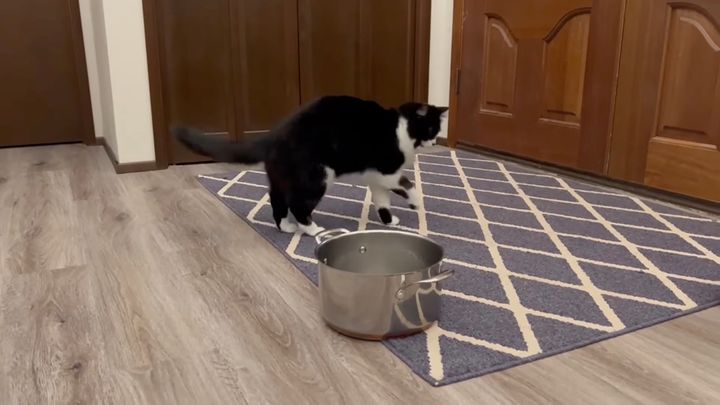 雨漏りの音に同期しビックリする猫、メトロノームと同じ現象